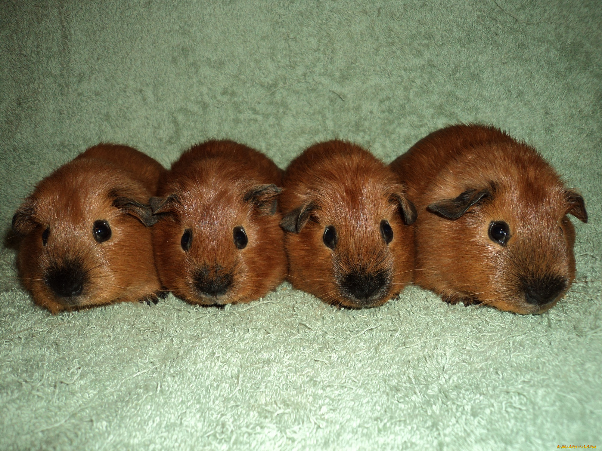 животные, морские, свинки, , хомяки, калифорнийцы, кварте, морские, свинки