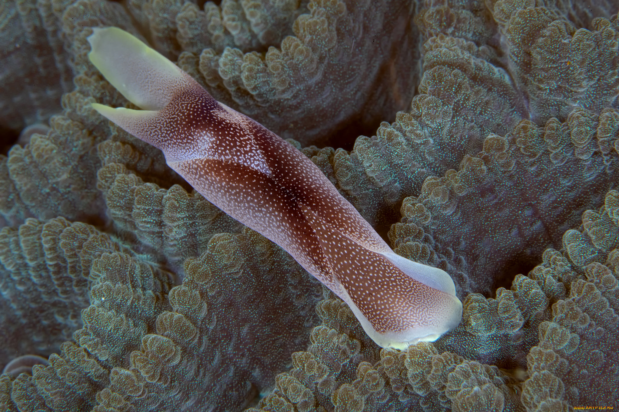 животные, морская, фауна, морской, слизень