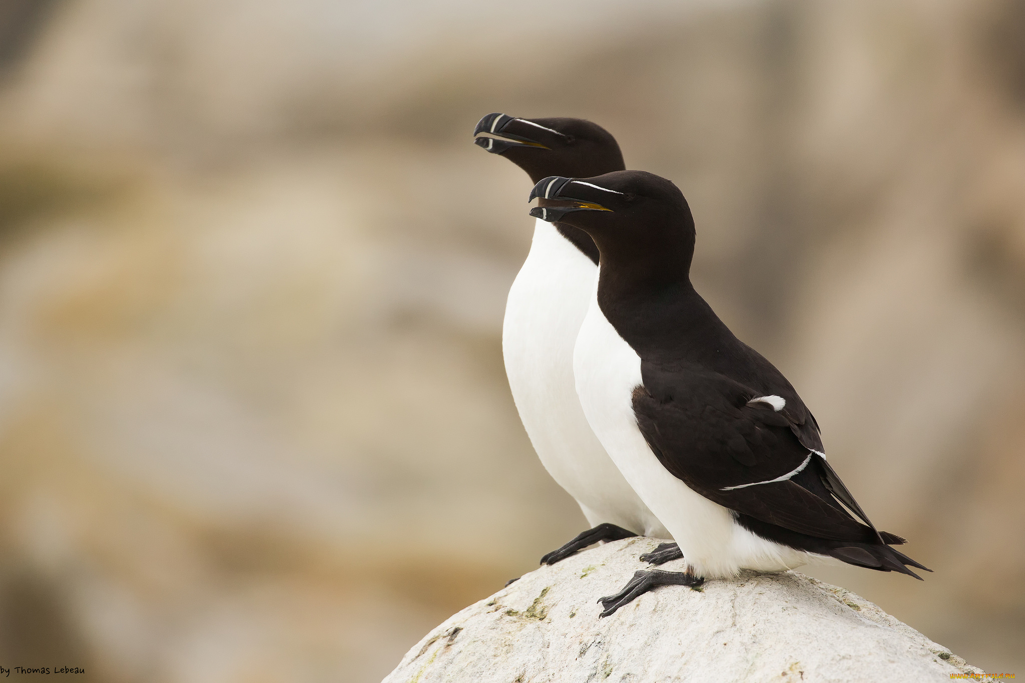 животные, Чайки, , бакланы, , крачки, пара, птицы