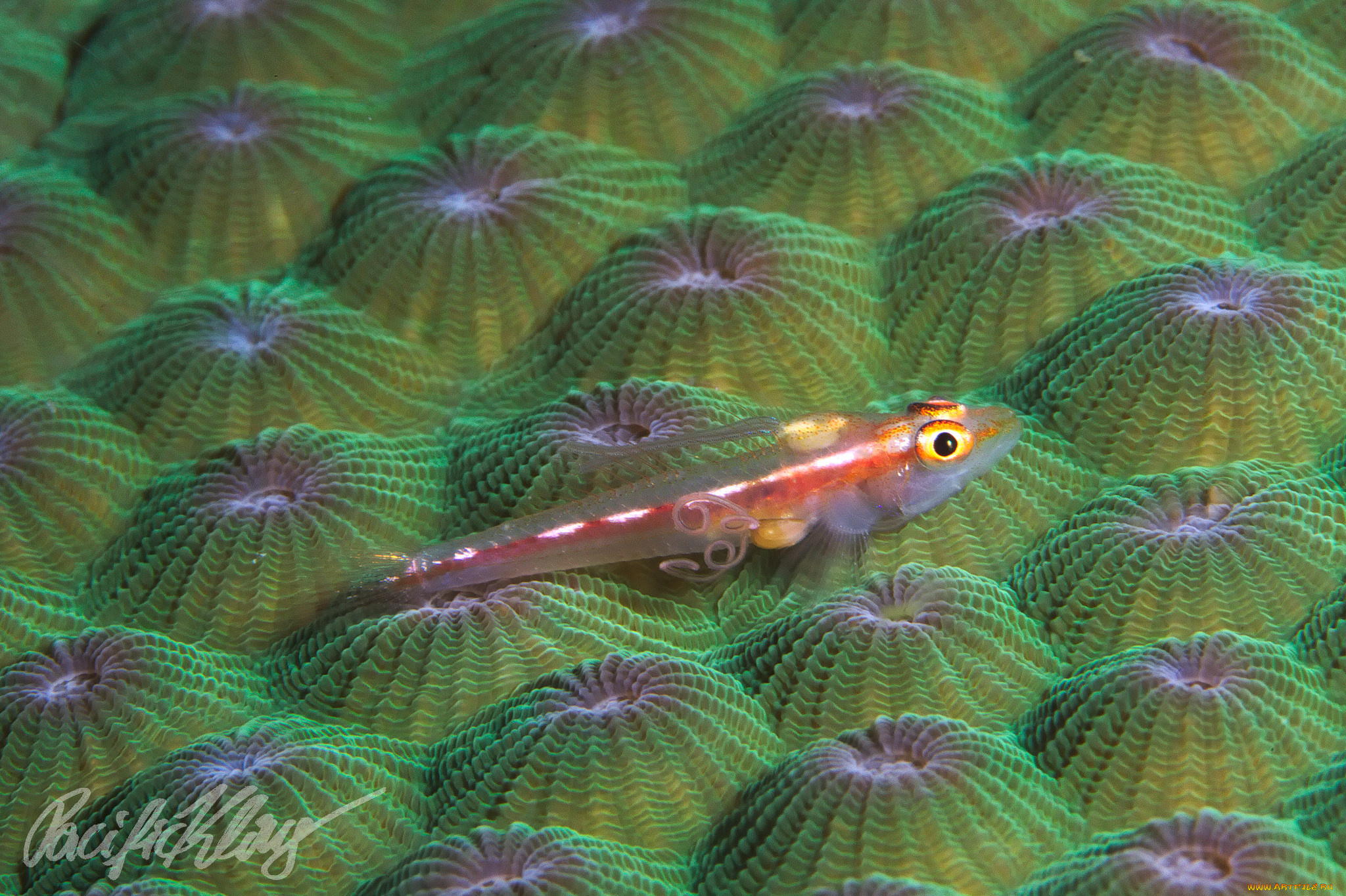 животные, морская, фауна, малёк, коралл