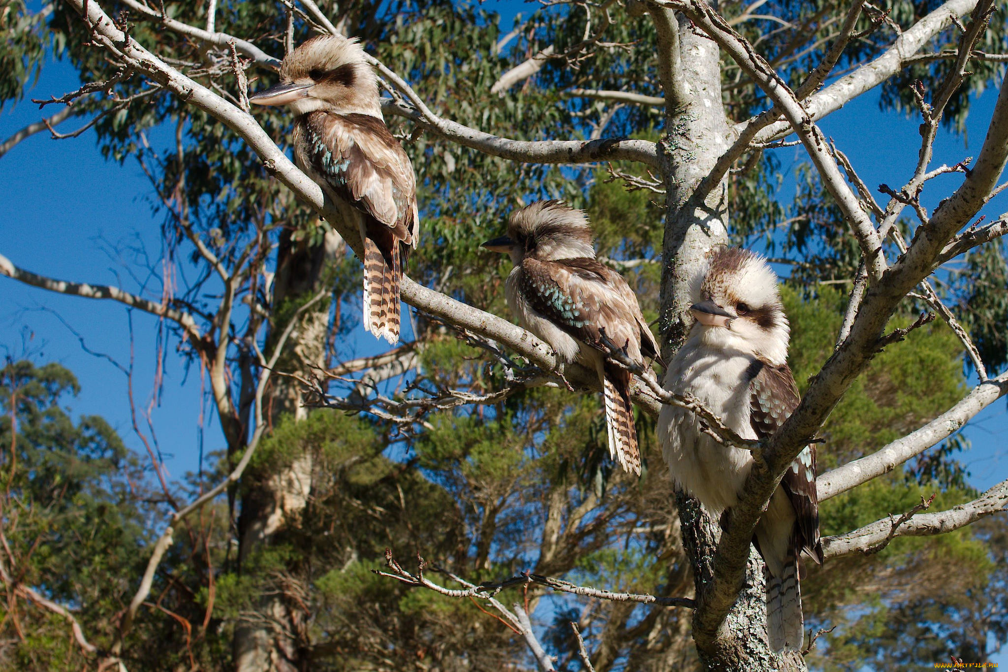 животные, зимородки, трио, птицы, ветки