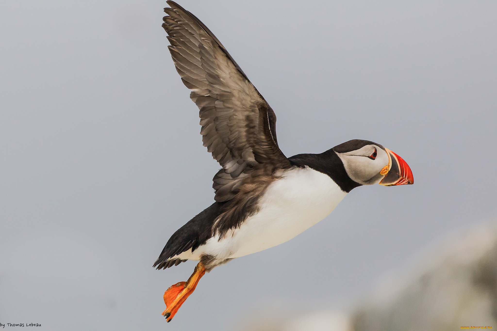 животные, тупики, полёт, тупик