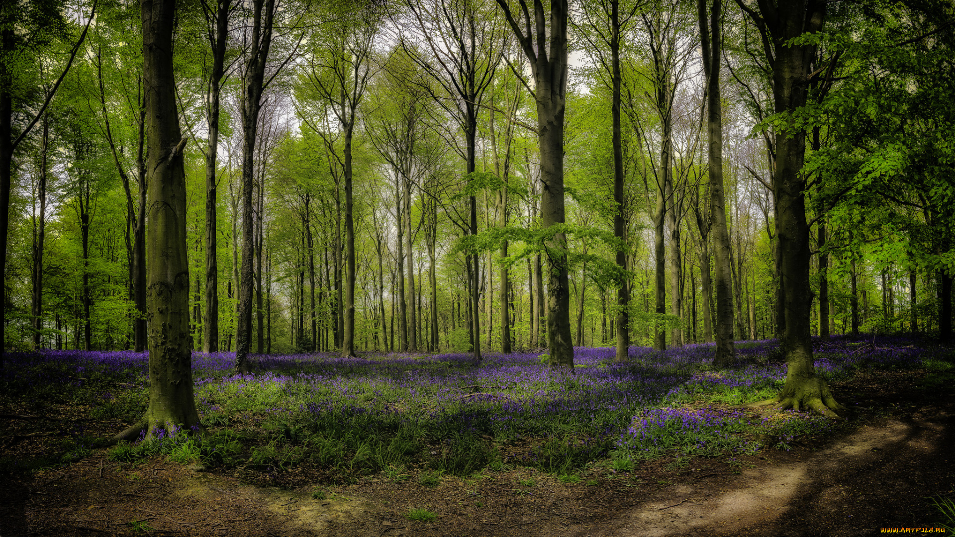 природа, лес, деревья