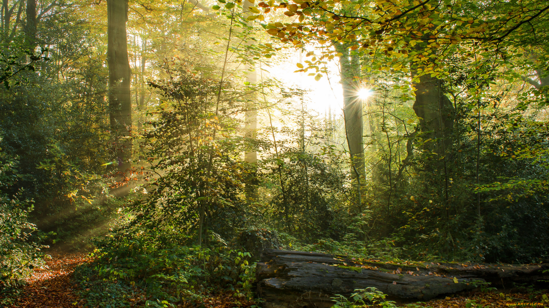 природа, лес, деревья