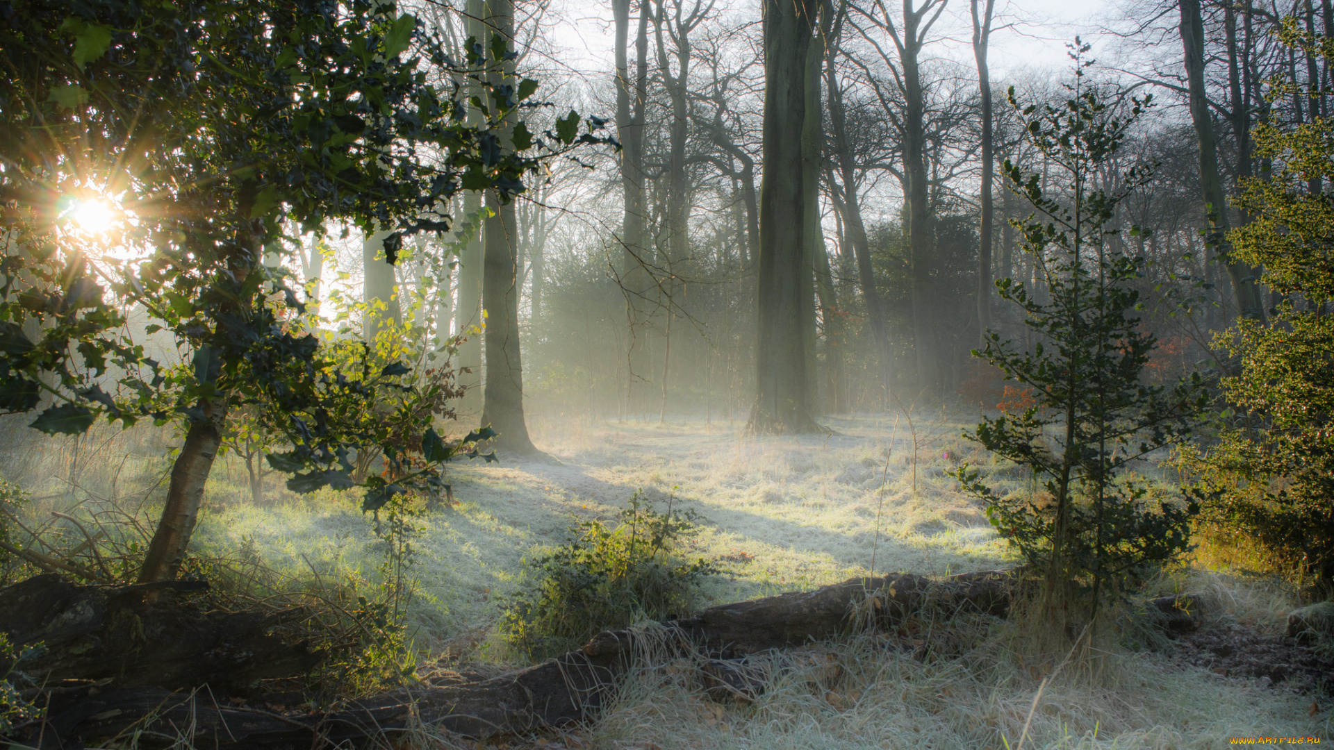 природа, лес, деревья