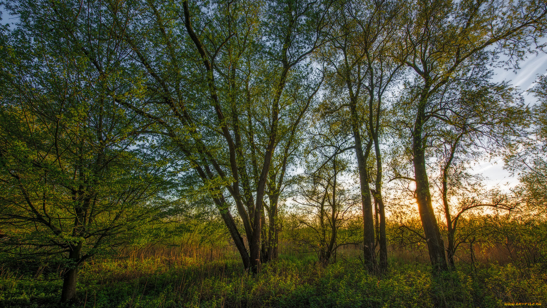 природа, лес, деревья