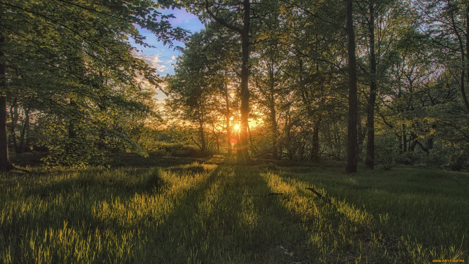 природа, лес, деревья