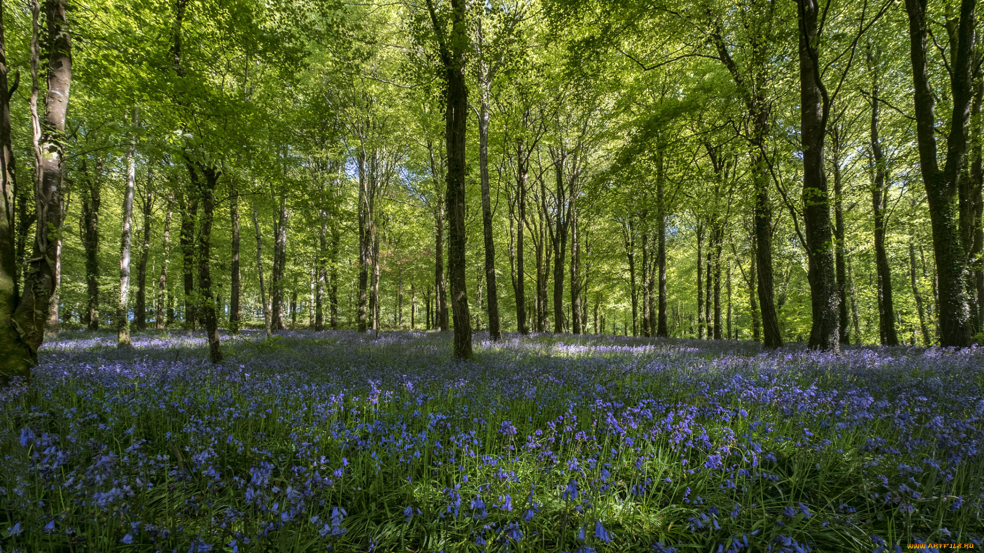 природа, лес, деревья