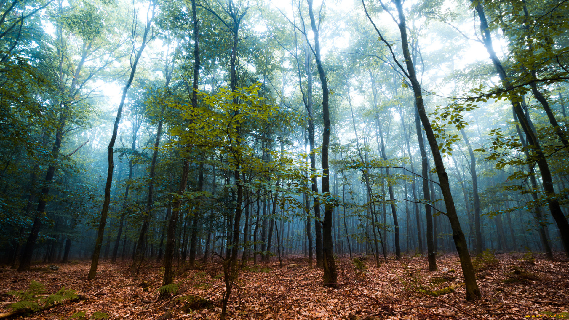 природа, лес, деревья