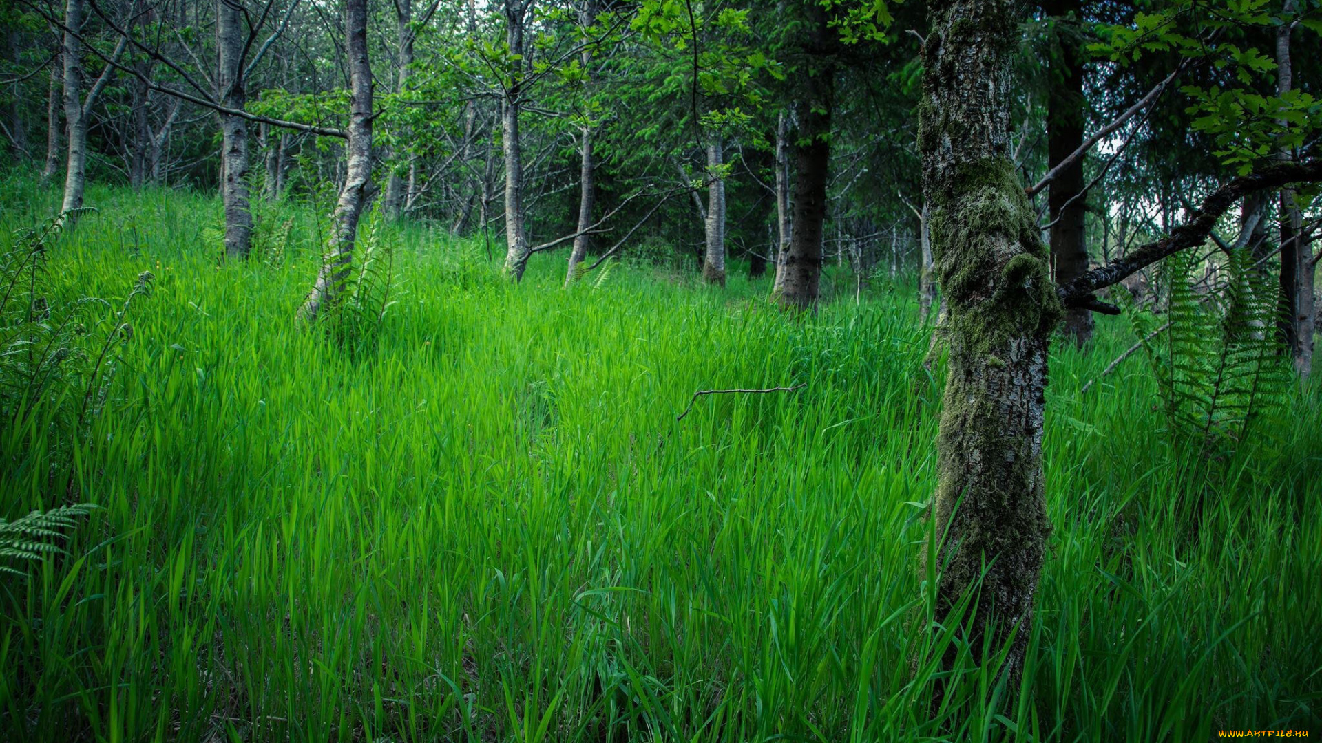 природа, лес, деревья