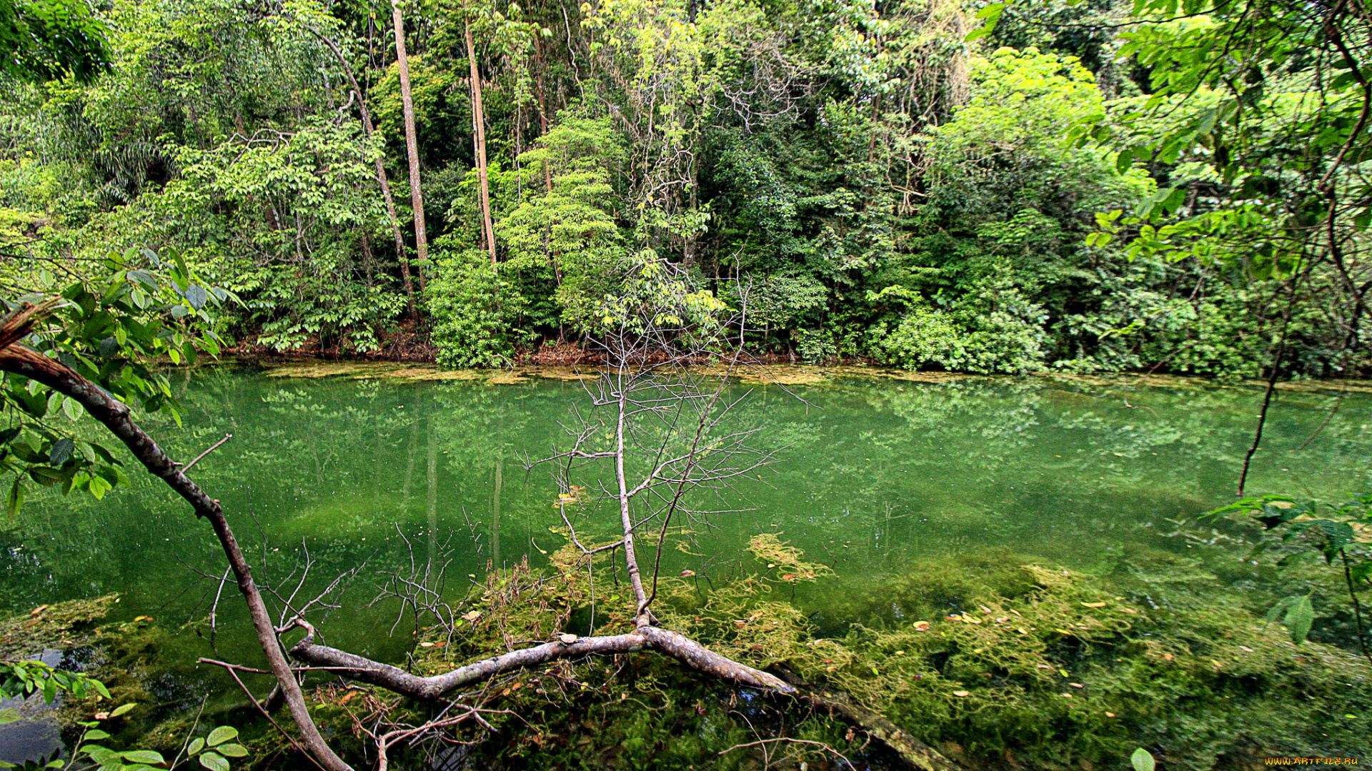 природа, реки, озера, река, лес