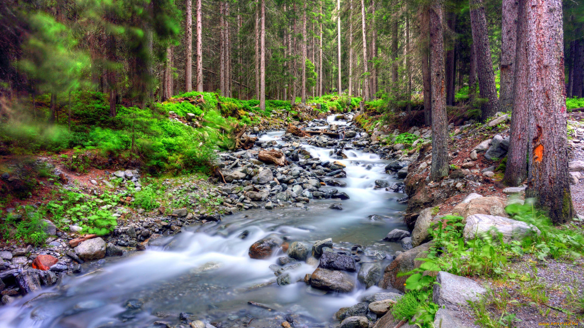 природа, реки, озера, река, лес