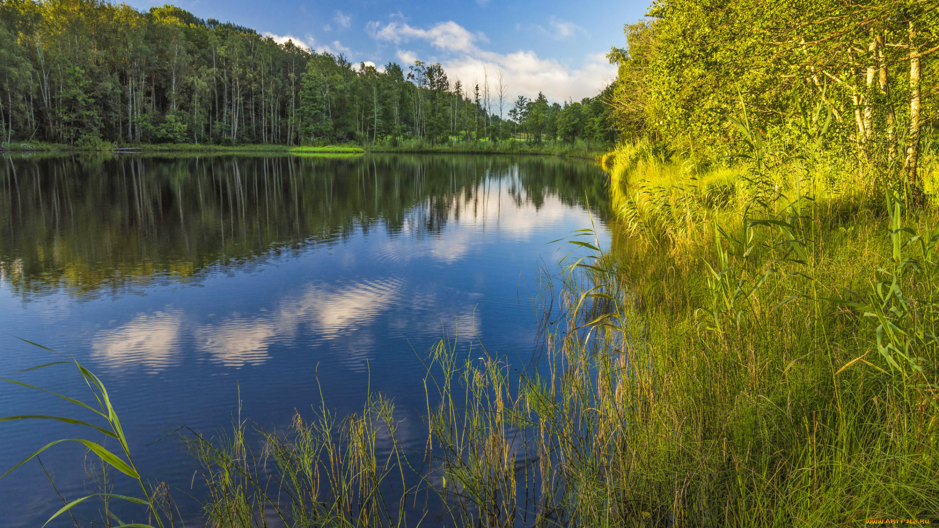 природа, реки, озера, река, лес