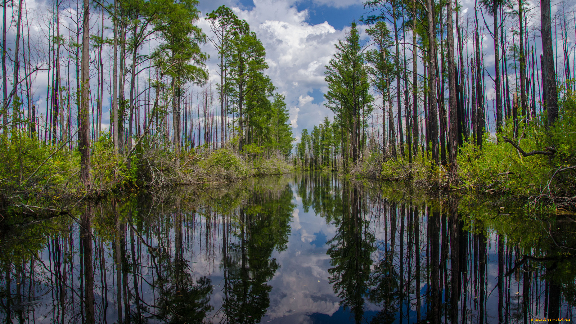 природа, реки, озера, река, лес