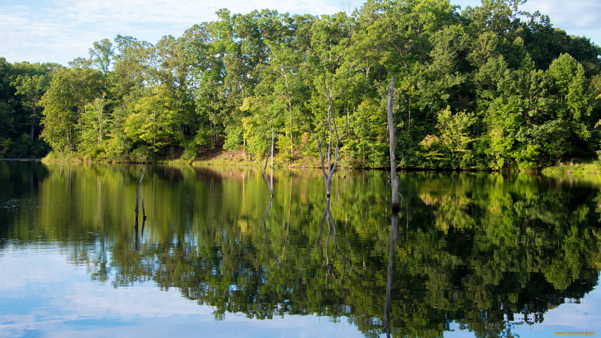 природа, реки, озера, река, лес