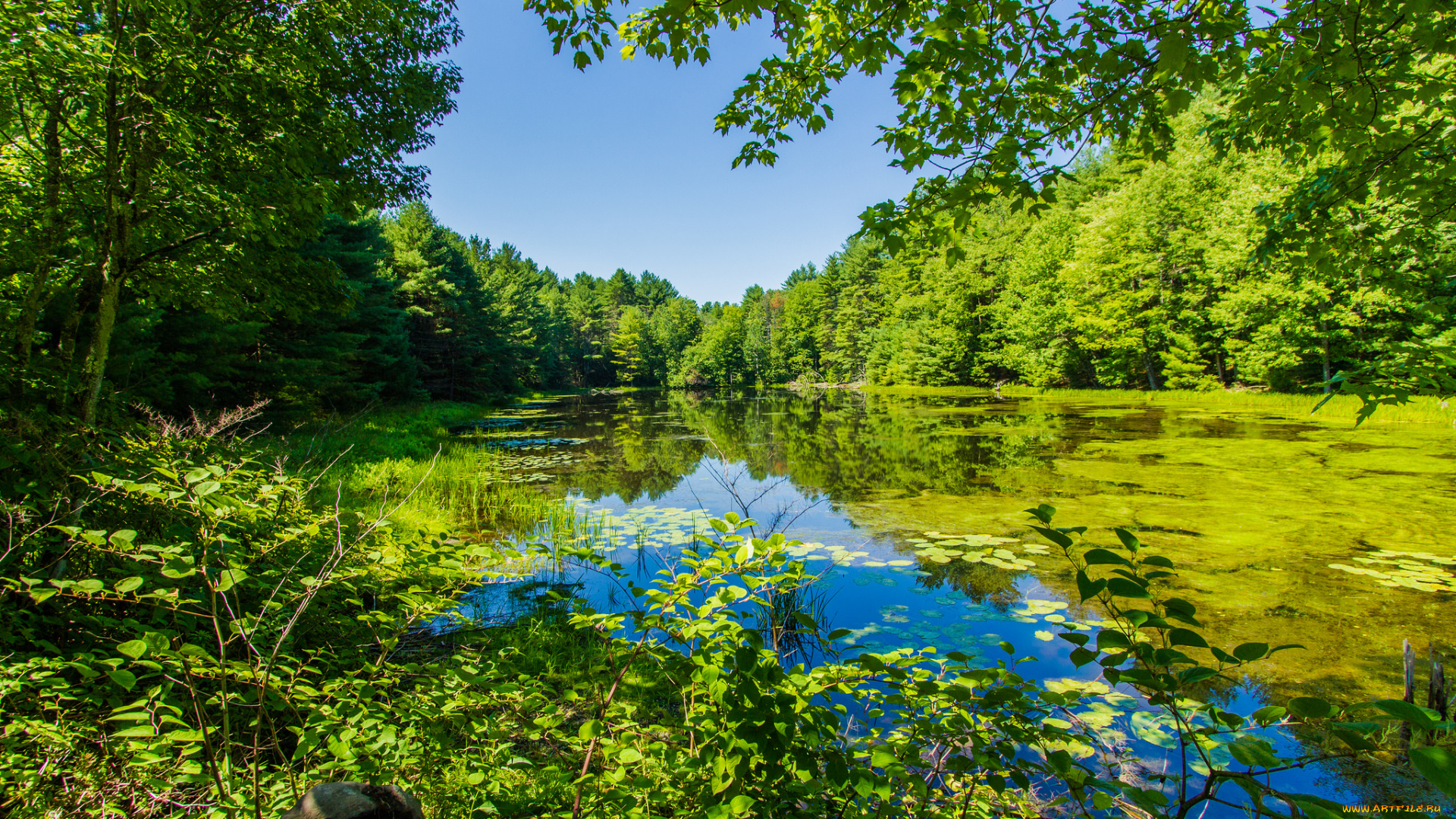 природа, реки, озера, река, лес