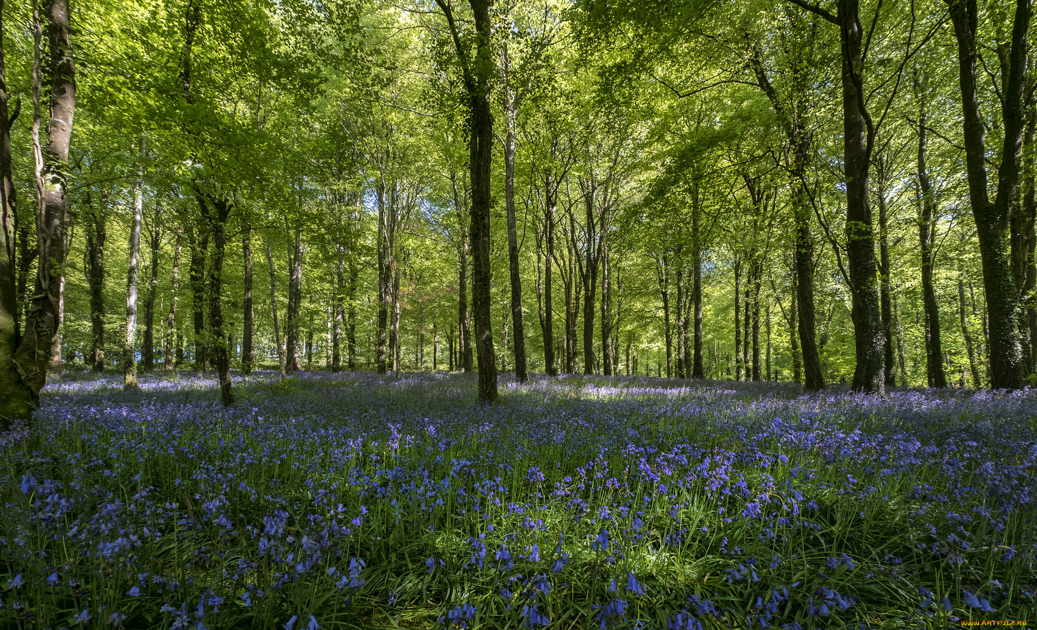 природа, лес, деревья