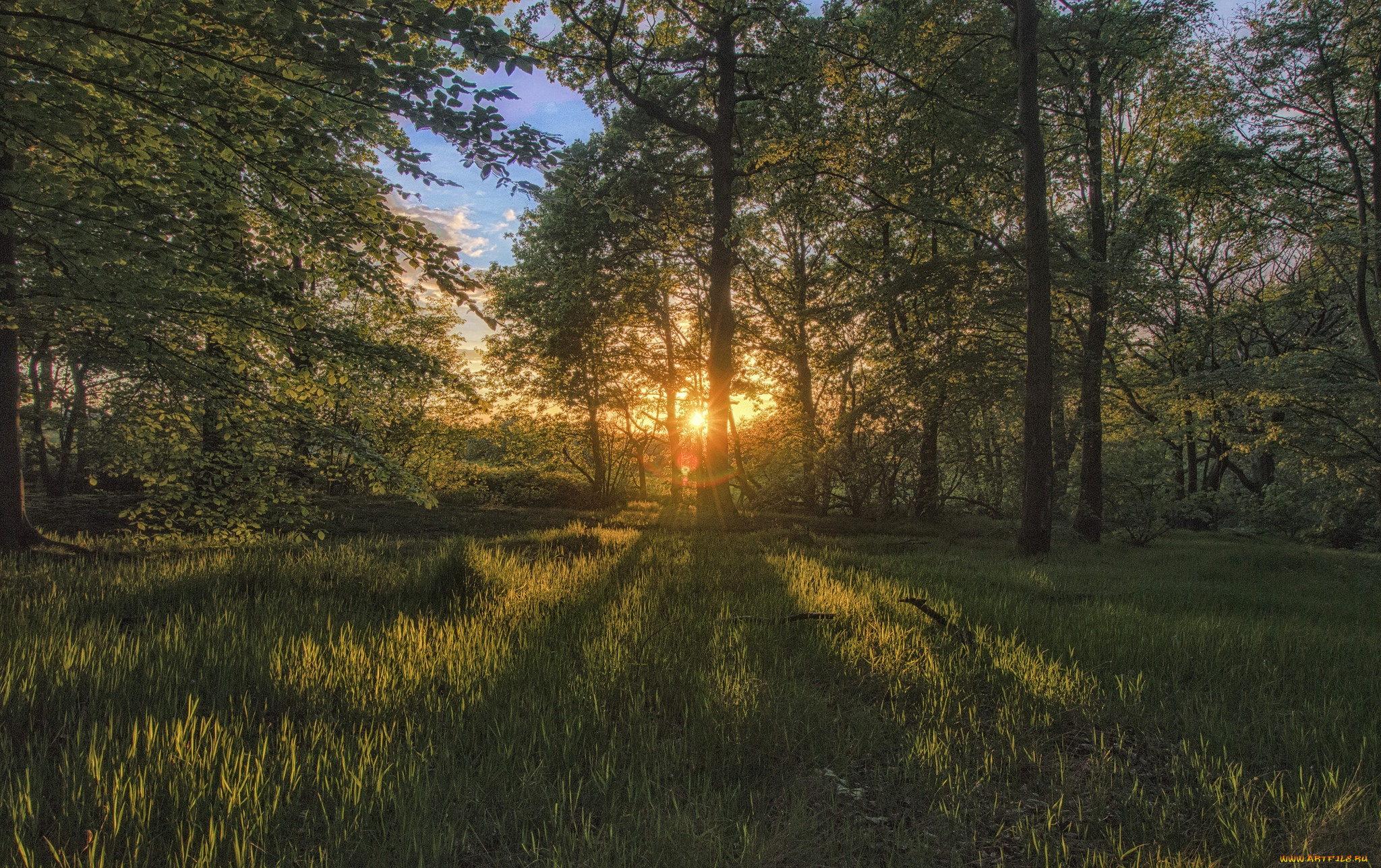 природа, лес, деревья