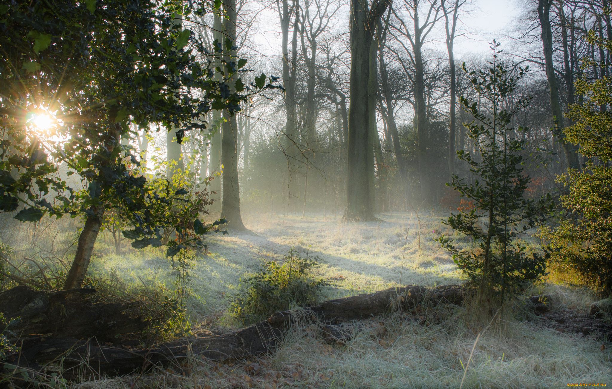 природа, лес, деревья