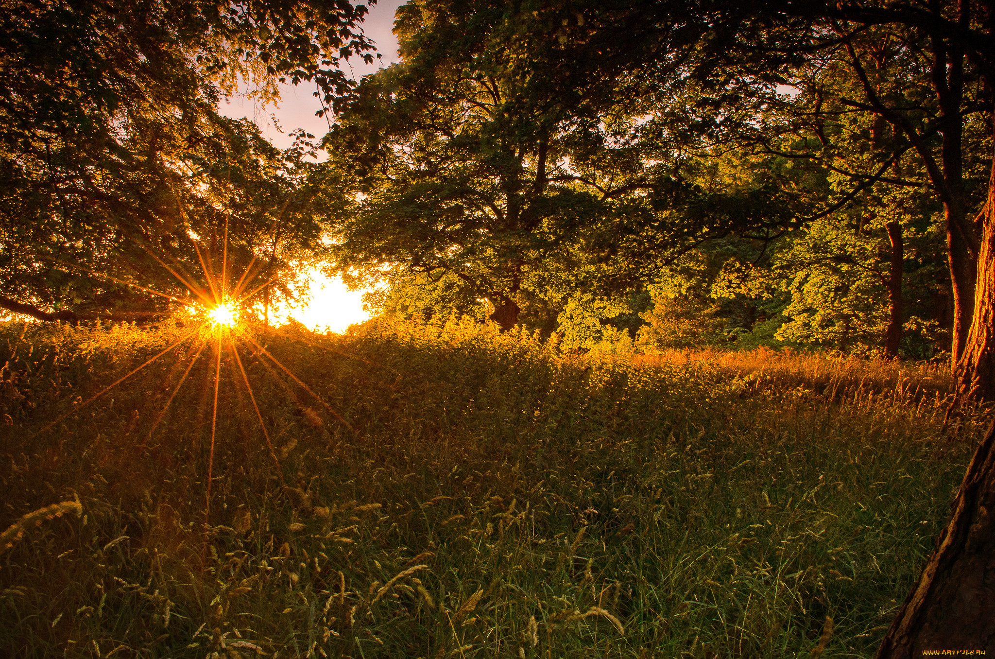 природа, лес, деревья