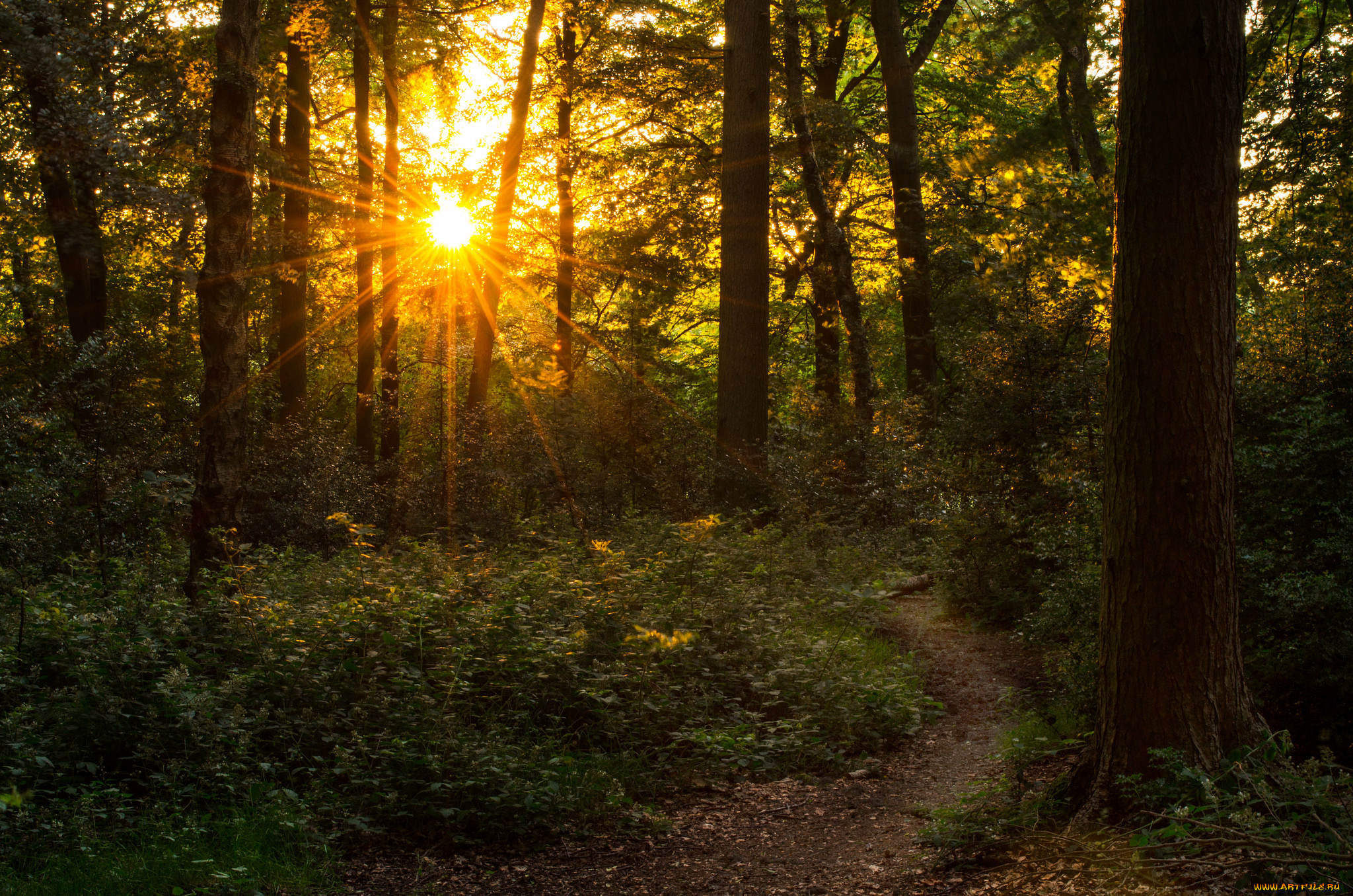 природа, лес, деревья