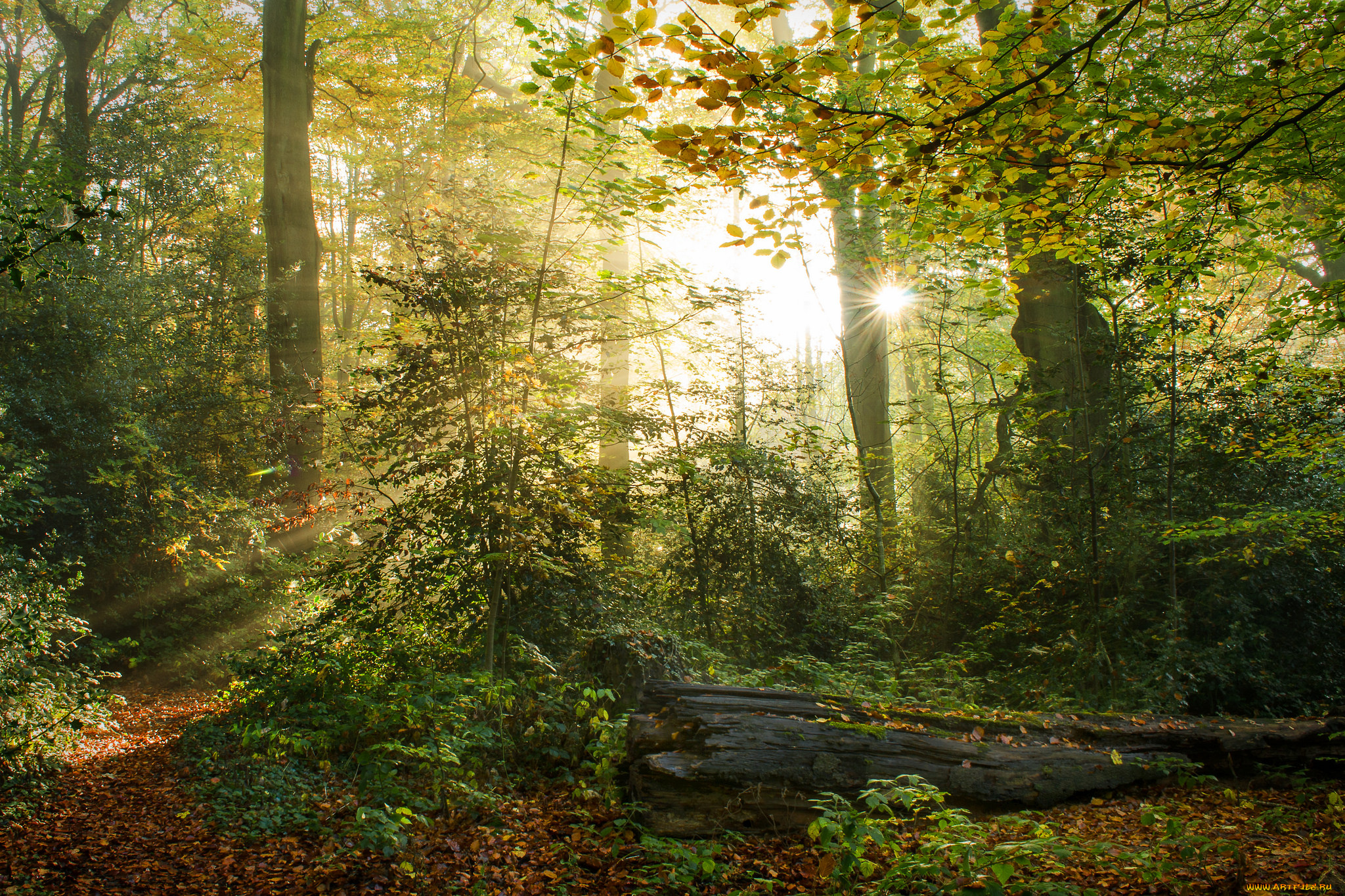 природа, лес, деревья