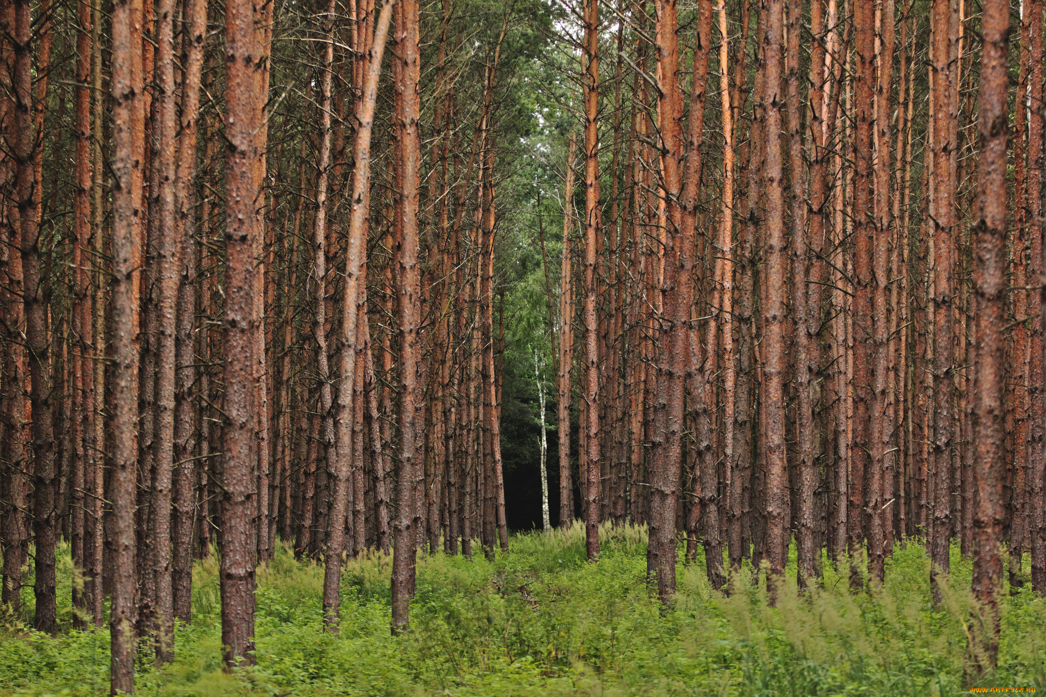 природа, лес, деревья