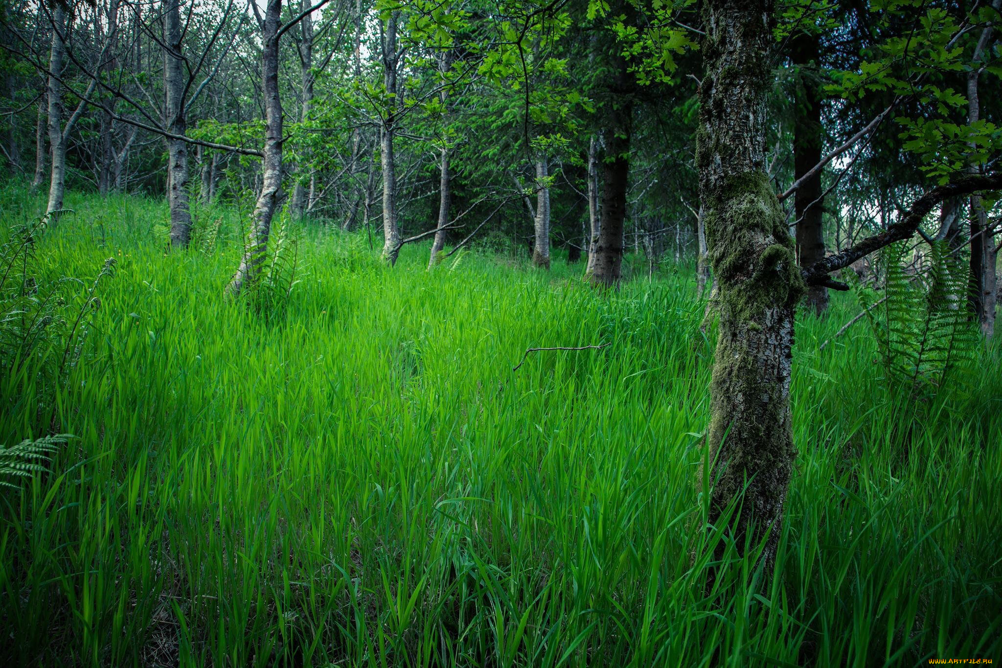 природа, лес, деревья