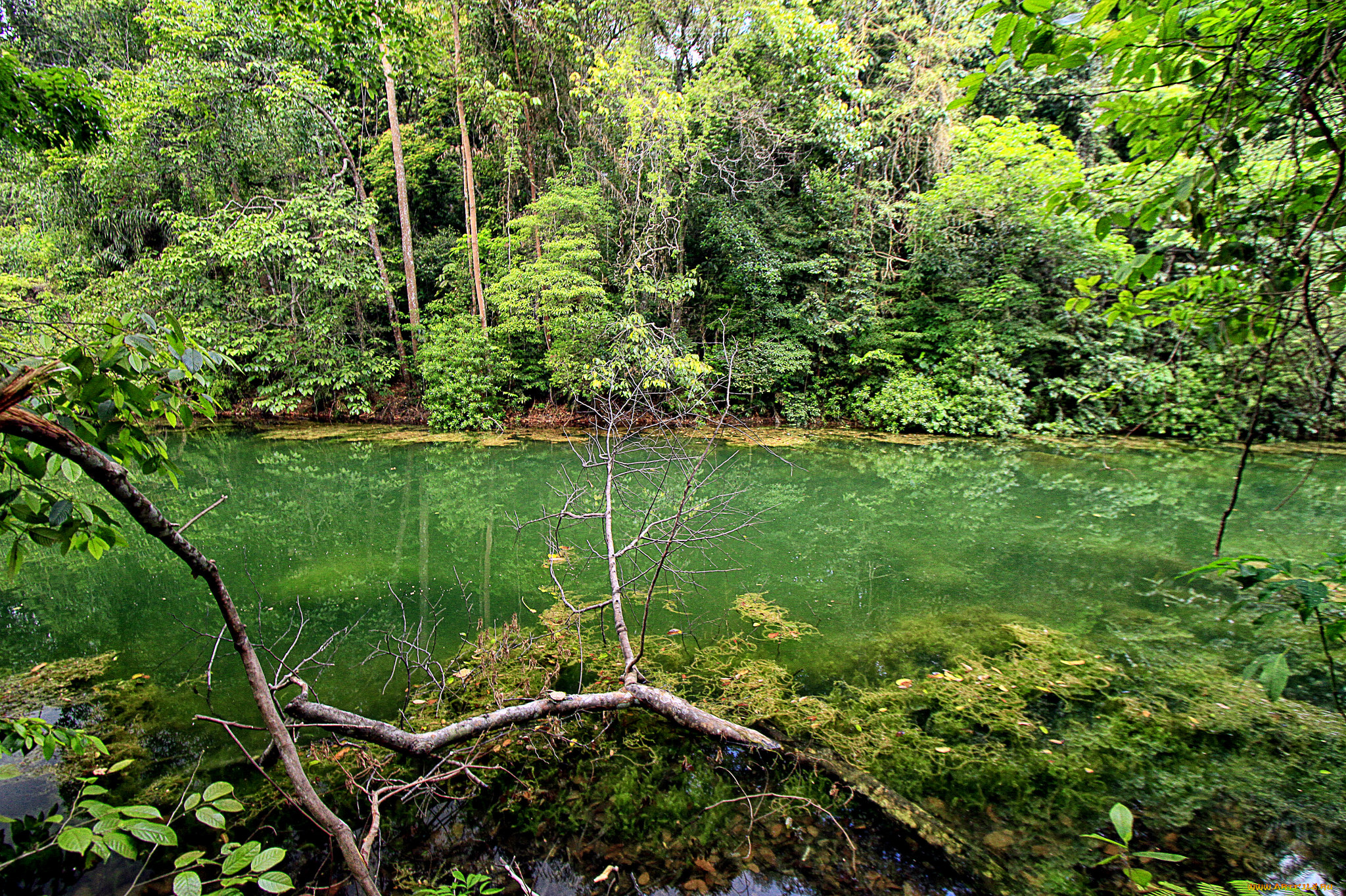 природа, реки, озера, река, лес