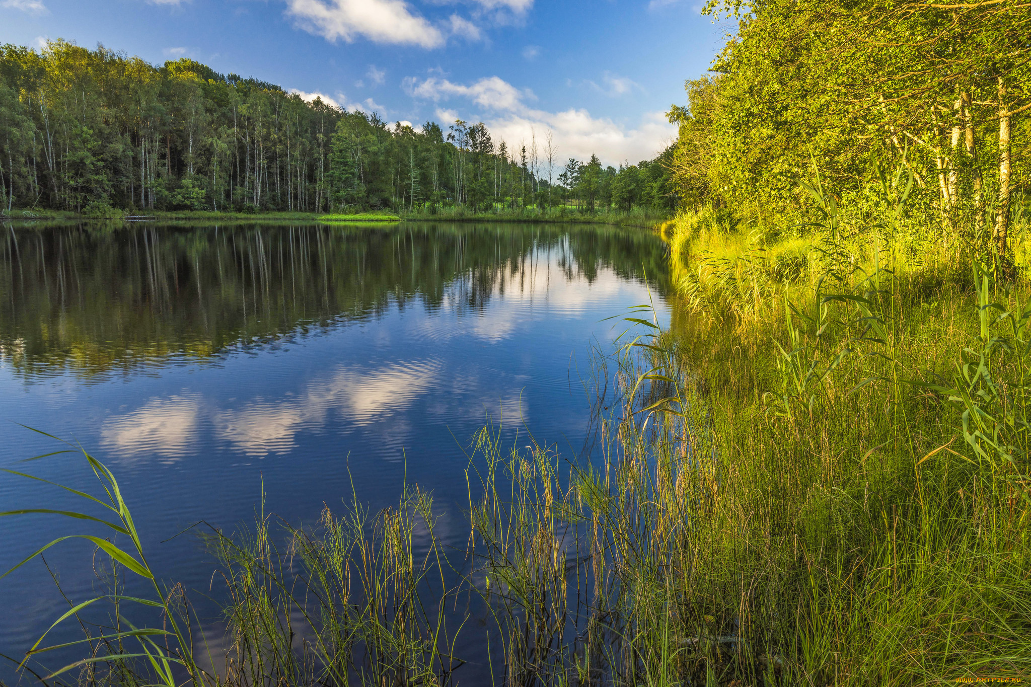 природа, реки, озера, река, лес