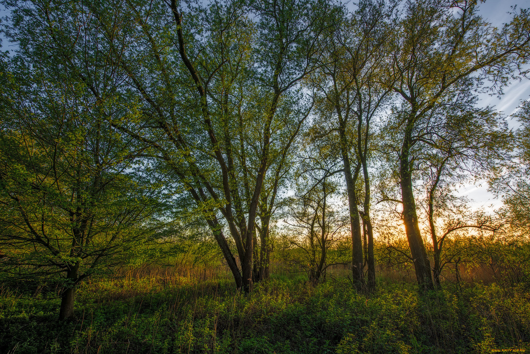 природа, лес, деревья
