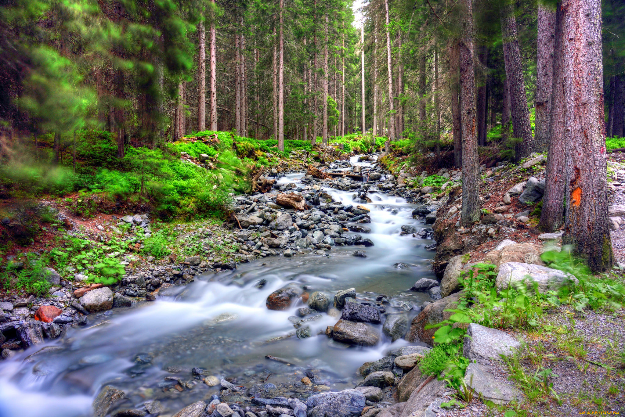 природа, реки, озера, река, лес