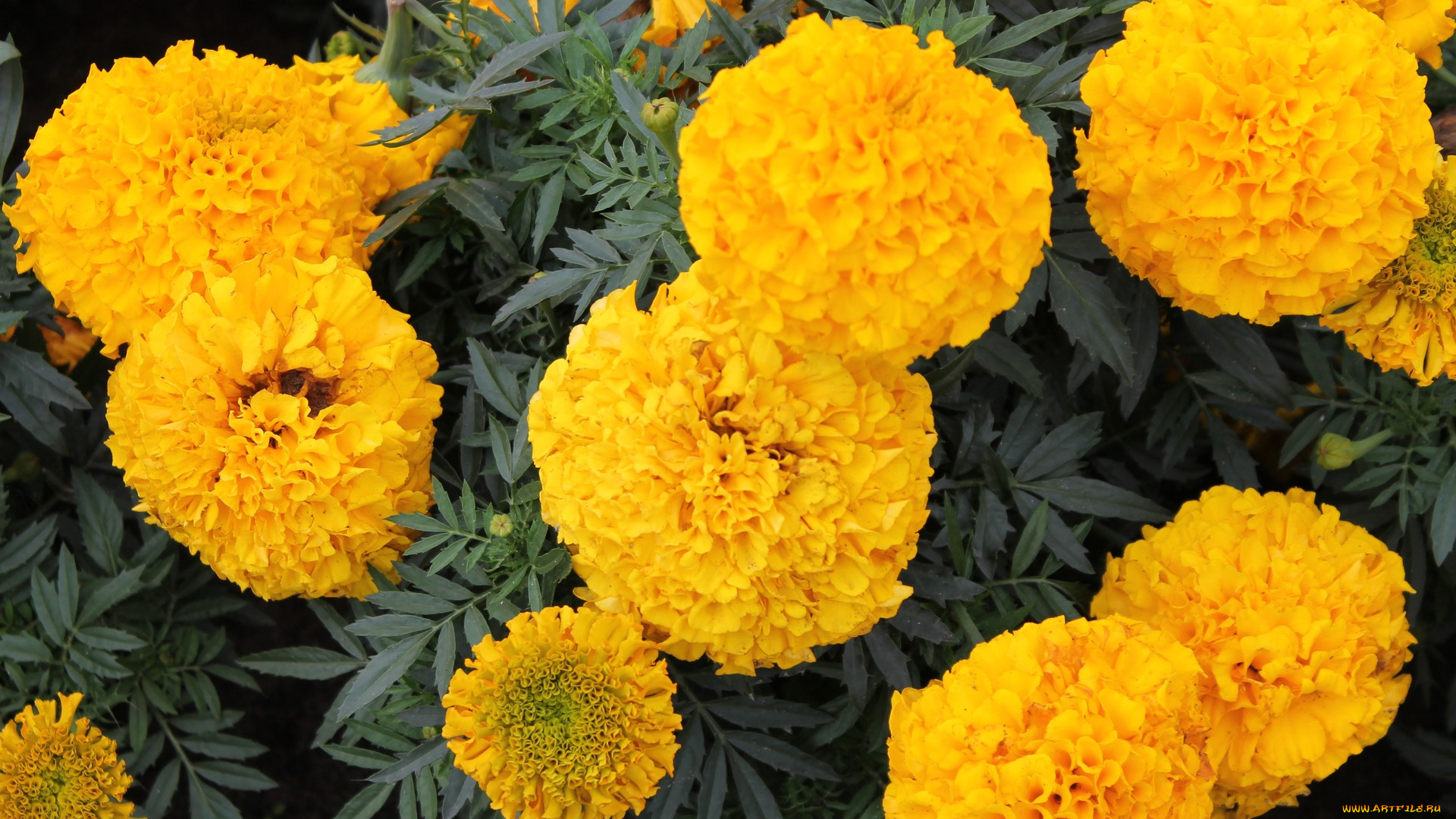 бархатцы, цветы, клумба, лето