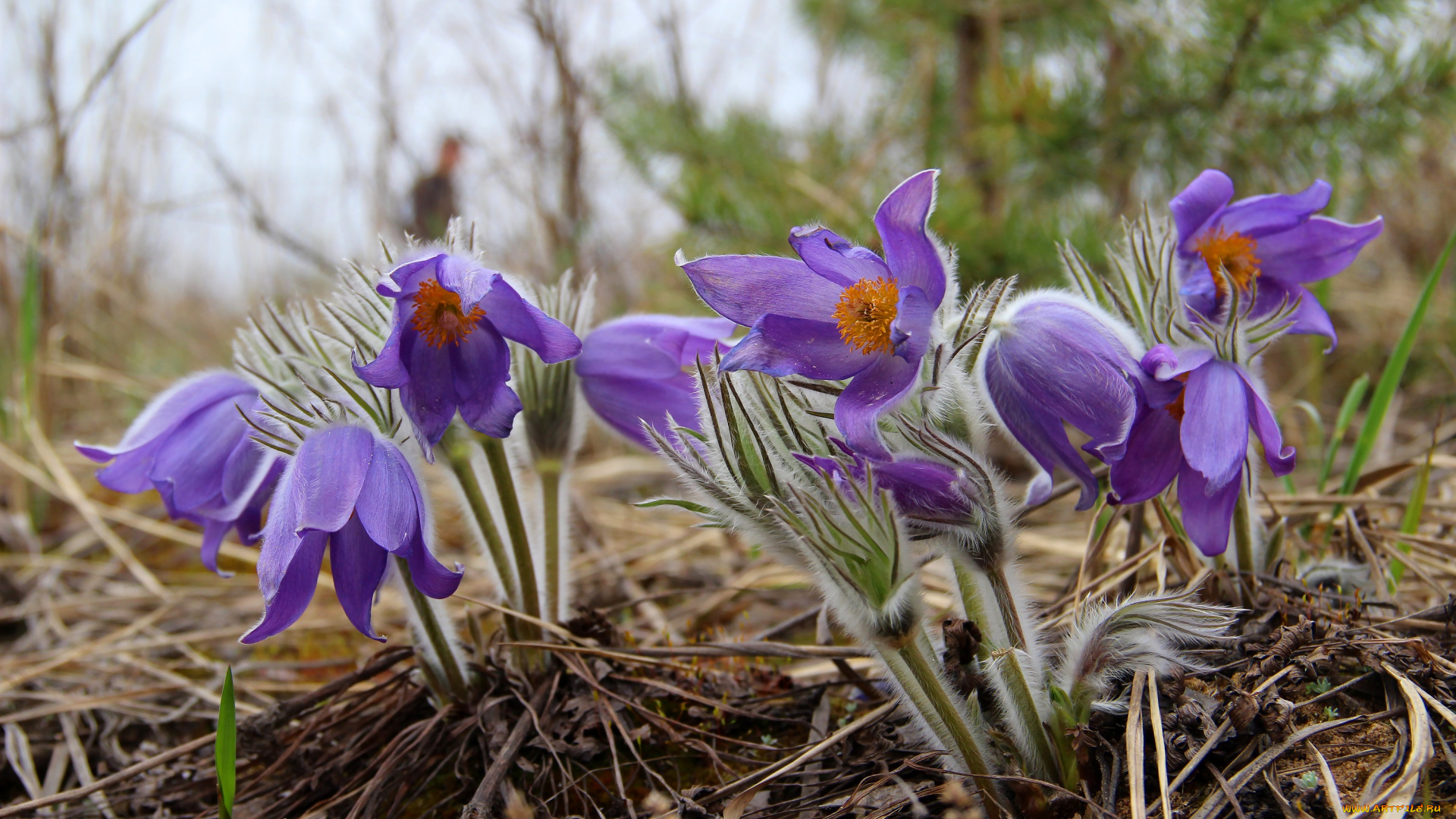 цветы, анемоны, , сон-трава, цветение, сон-трава, рязань, прострел, природа, лес, красота, весна
