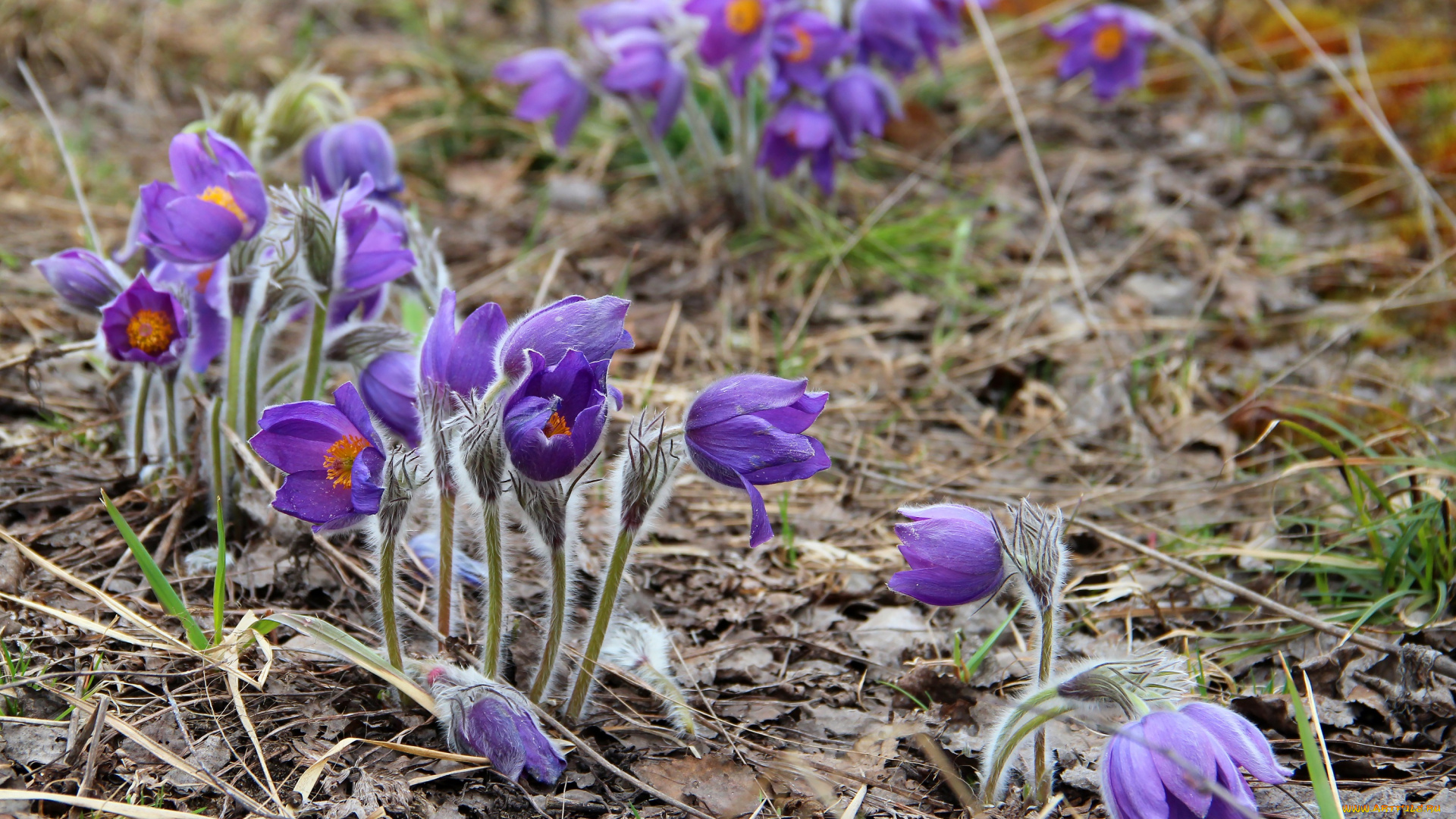 цветы, анемоны, , сон-трава, цветение, сон-трава, природа, лес, красота, рязань, прострел, весна