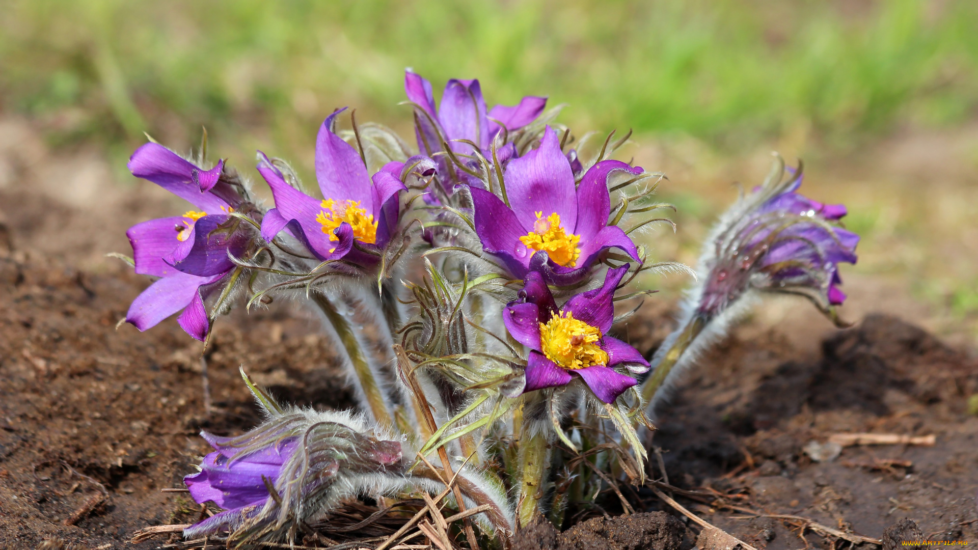 цветы, анемоны, , сон-трава, природа, первоцветы, красота, дача, весна, цветение, сон-трава, прострел