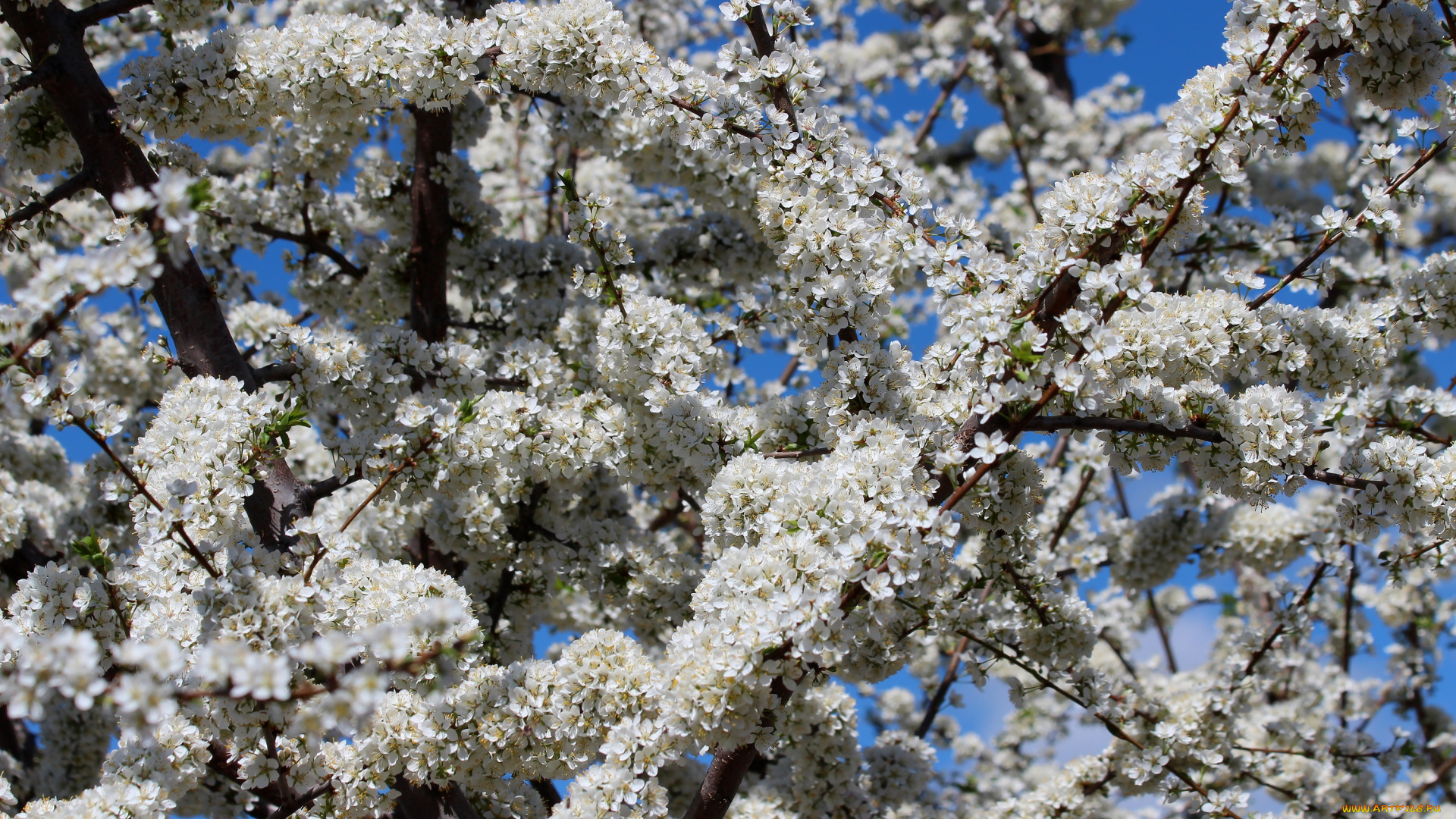 цветы, цветущие, деревья, , , кустарники, алыча, цветение, природа, красота, дача, весна
