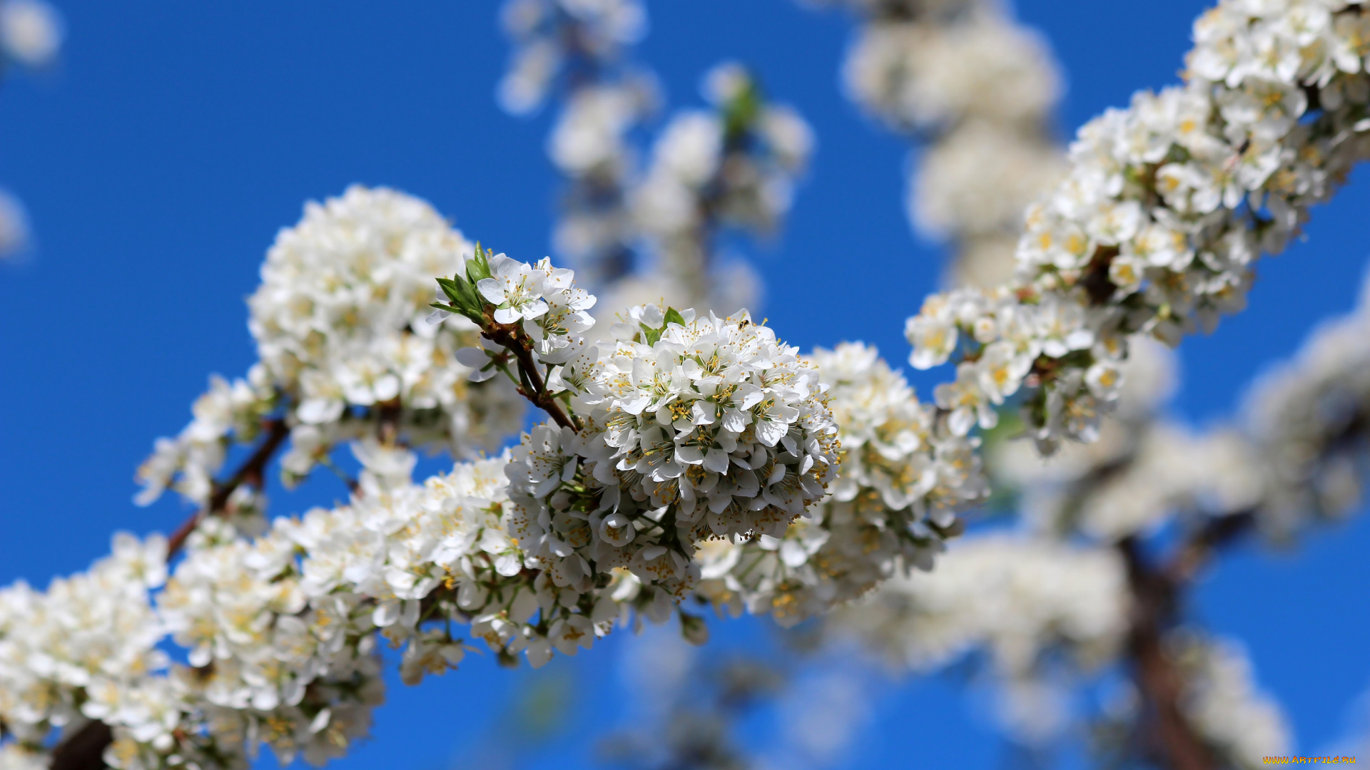цветы, цветущие, деревья, , , кустарники, дача, весна, алыча, цветение, природа, красота