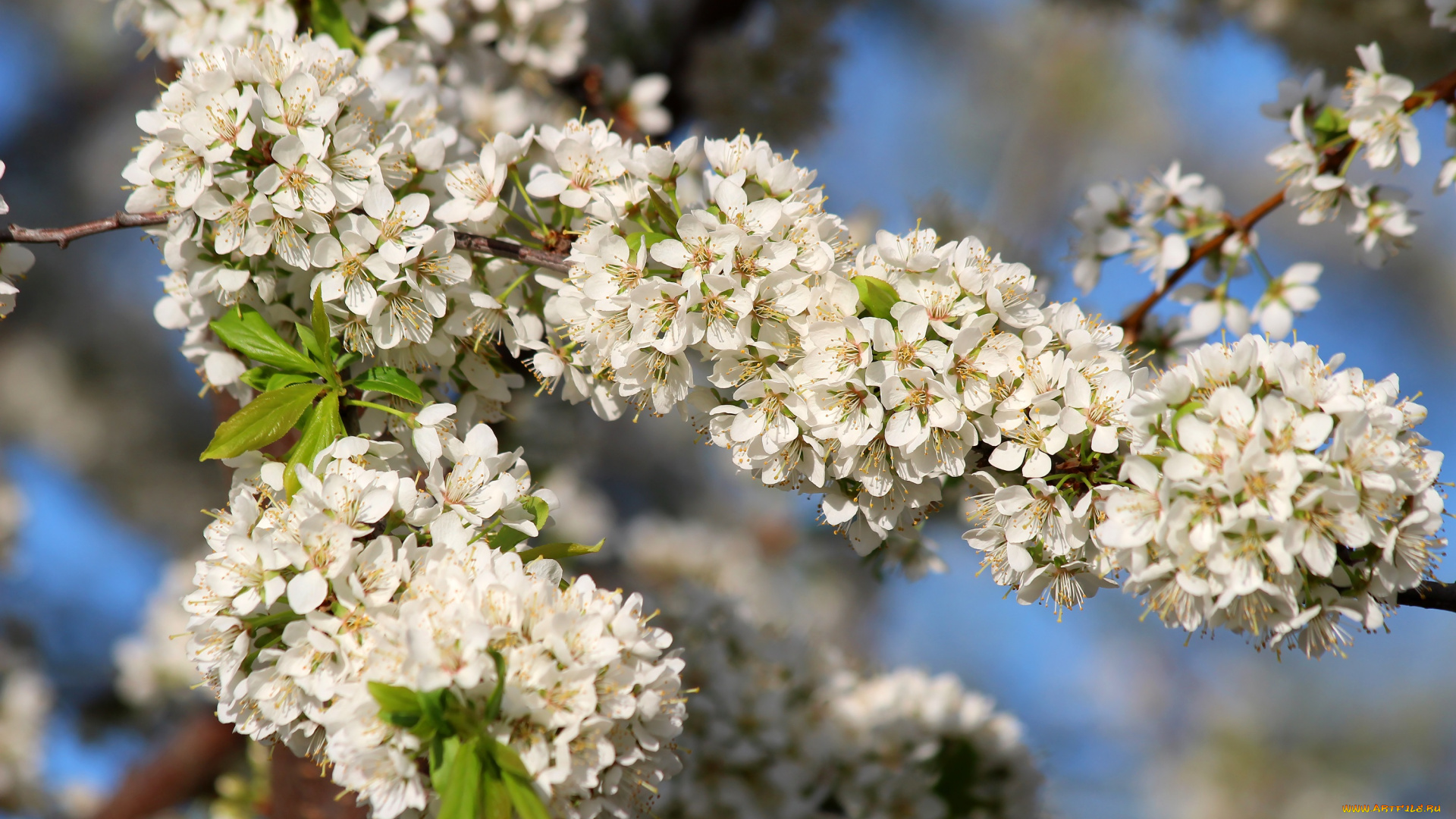цветы, цветущие, деревья, , , кустарники, красота, дача, весна, алыча, цветение, май, природа