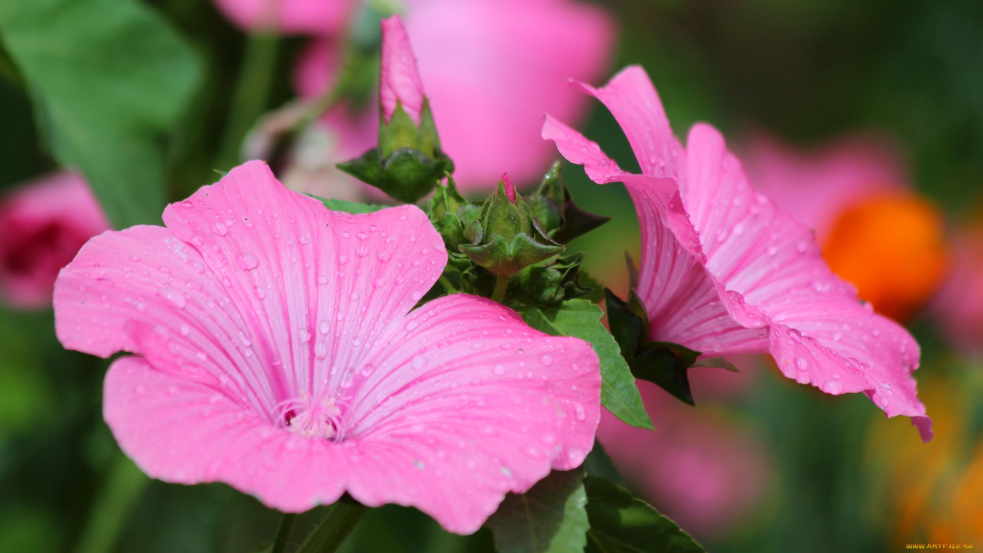 цветы, лаватера, красота, красиво, дача, цветение, природа, лето