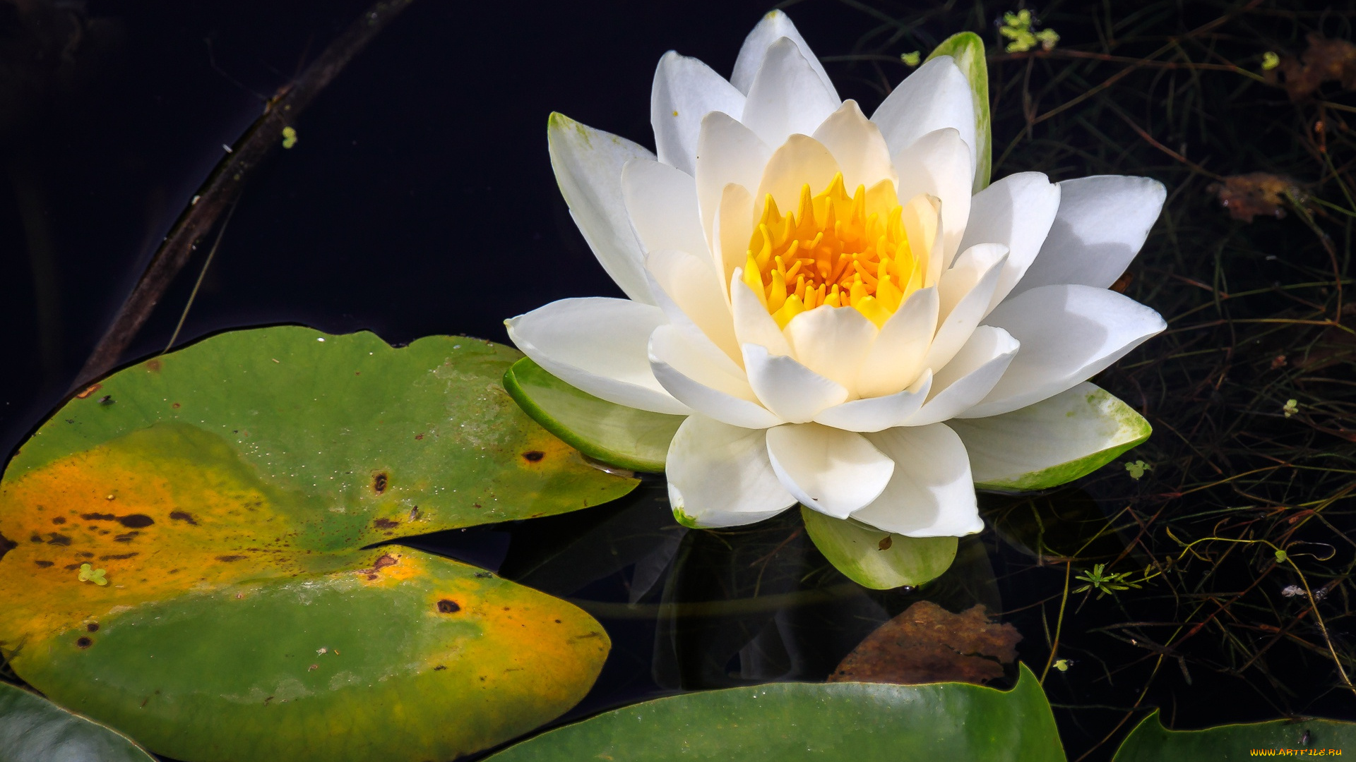 цветы, лилии, водяные, , нимфеи, , кувшинки, водяная, лилия, нимфея, вода