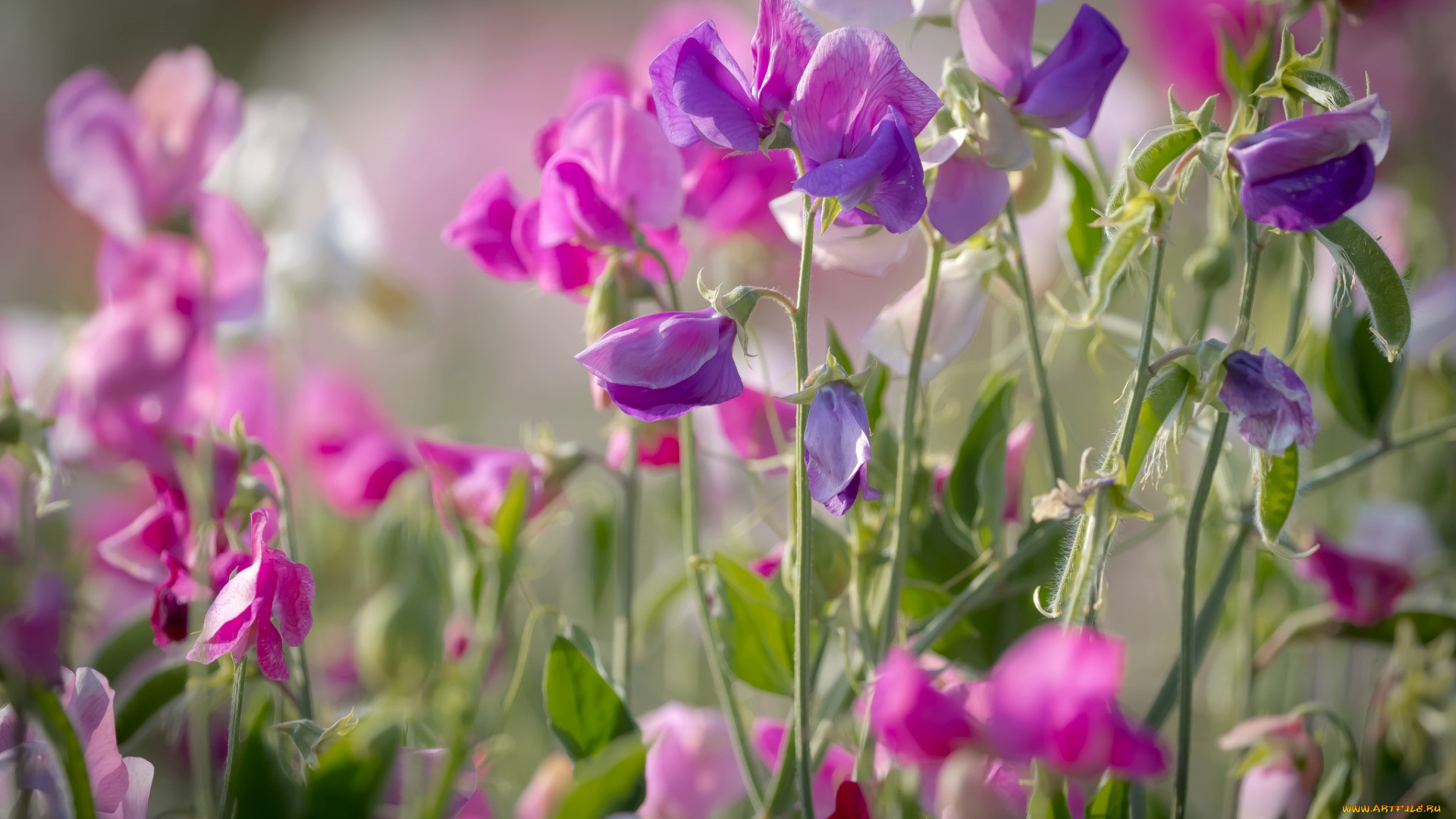 цветы, луговые, , полевые, , цветы, розовый, душистый, горошек, лето