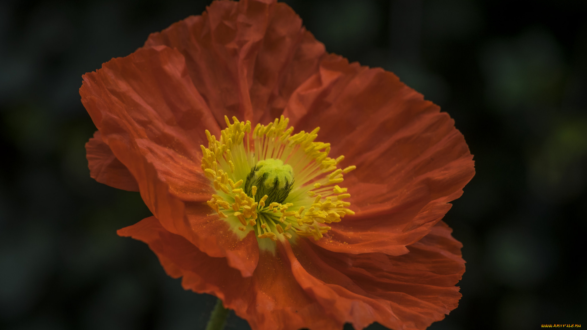 цветы, маки, мак, цветение