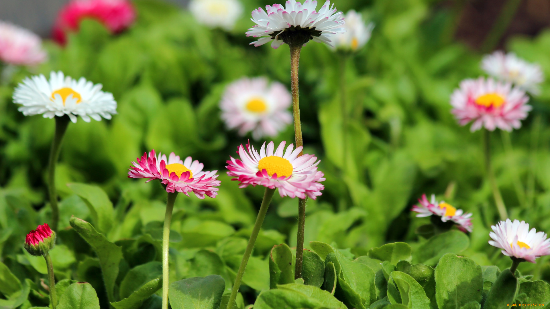цветы, маргаритки, май, красота, цветение, природа, дача, весна