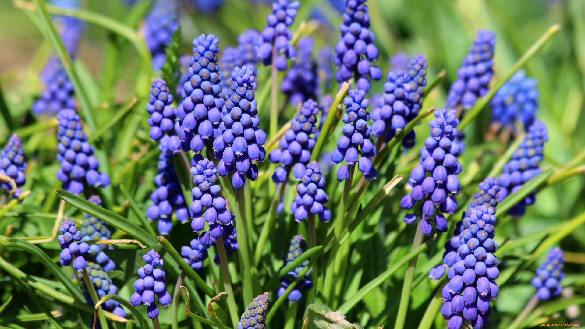 цветы, мускари, цветение, природа, красота, дача, весна