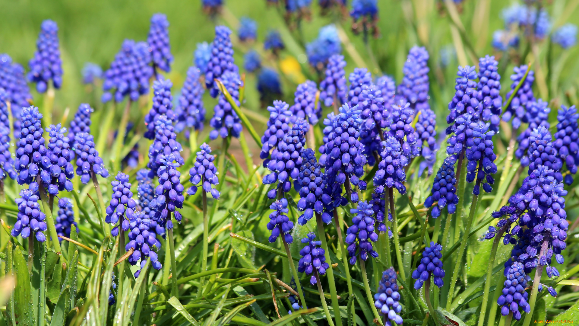 цветы, мускари, май, дача, весна, природа, цветение