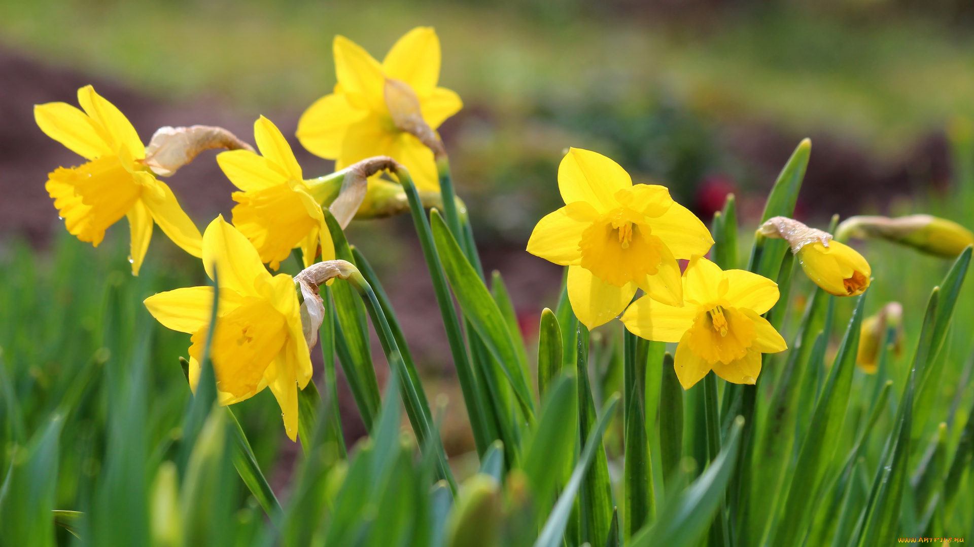 цветы, нарциссы, цветение, природа, красота, дача, весна