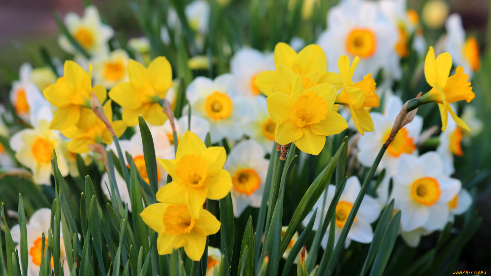 цветы, нарциссы, красота, дача, весна, цветение, природа