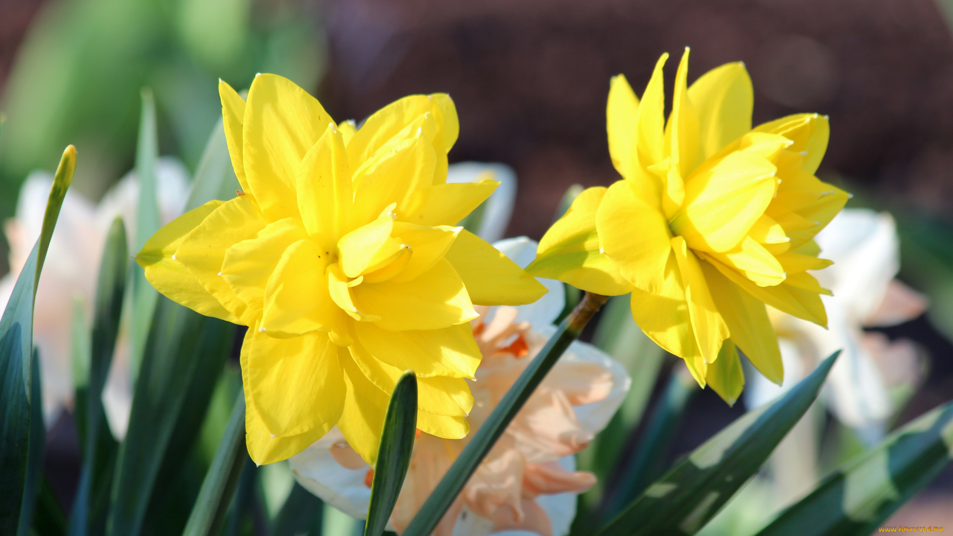 цветы, нарциссы, природа, цветение, красота, дача, весна