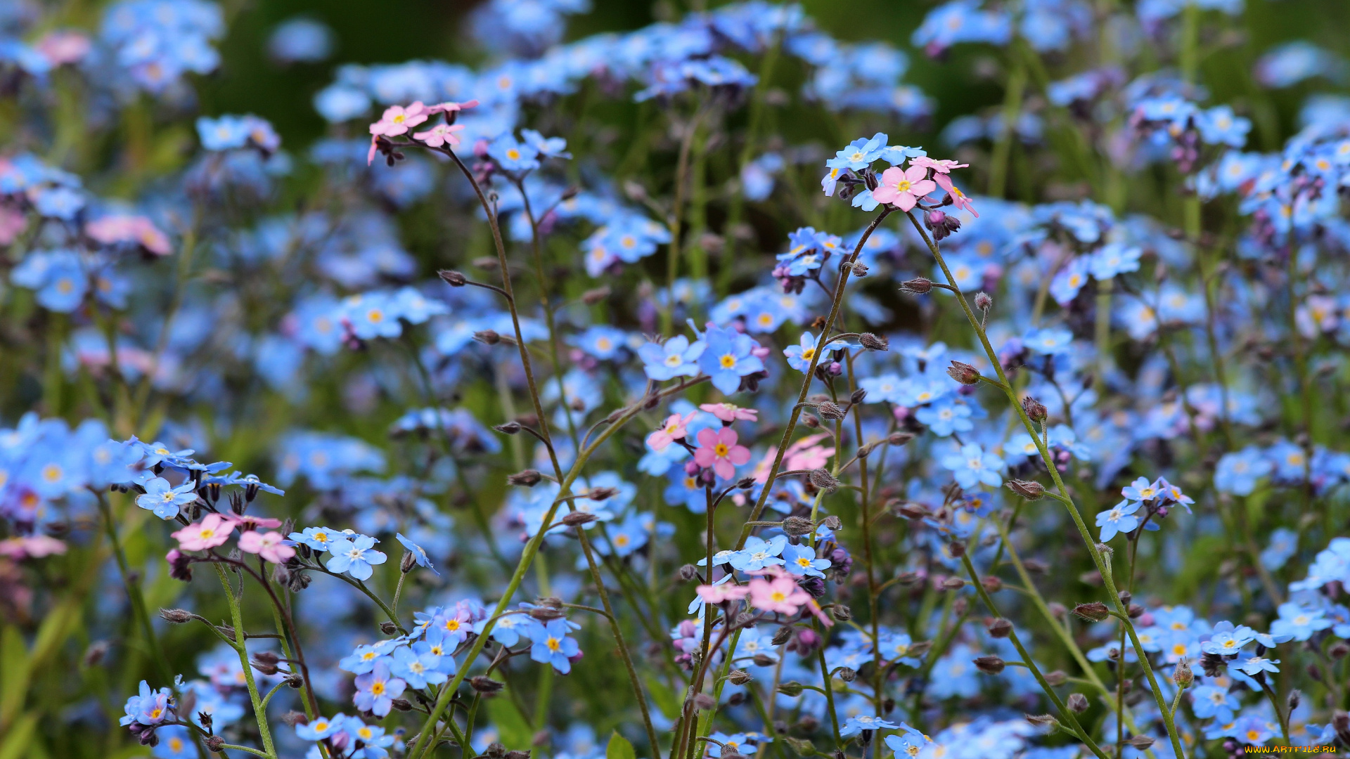 цветы, незабудки, дача, весна, цветение, природа, красота